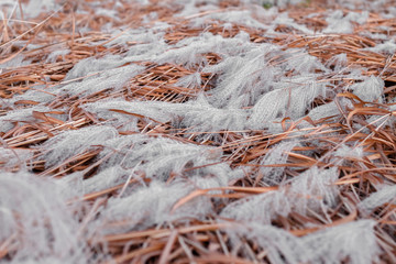 Fluffy texture . Ornamental plant Miscanthus Sinensis Malepartus or Chinese silver grass, in the garden. Gentle autumn. Natural shades
