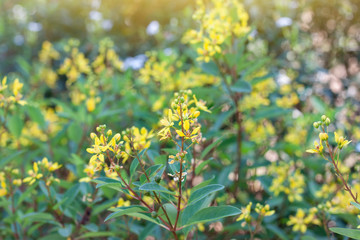 Obraz premium Yellow flower of Galphimia, Gold Shower or golden thryallis bloom in the garden.