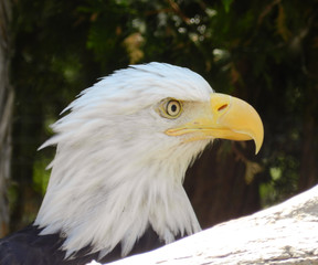 Profile portrait of bald eagle
