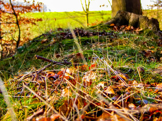 autumn leaves on grass