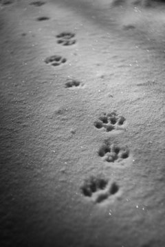 Paws prints in snow with shadows. Paw track closeup.