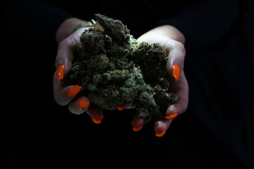 Woman's hands with orange acrylic nails dropping weed buds
