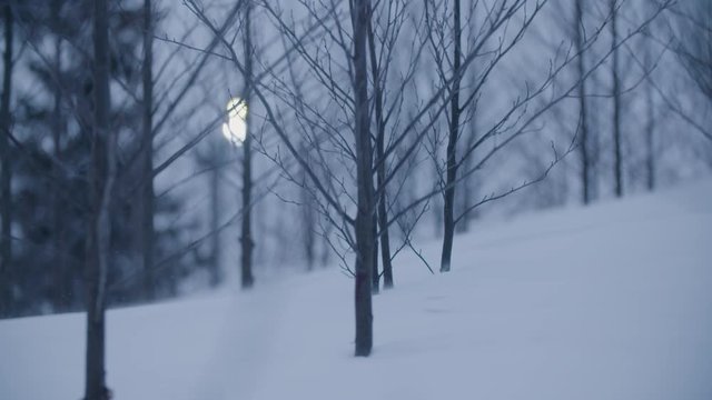 Snow-fall at Holmenkollen by night. Slow-motion in the forest. Cold atmosphere