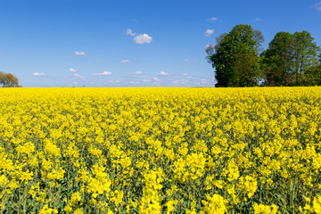 Beautiful yellow rapeseed field in late spring in Lithuania
