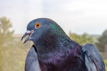 Lichen on the head of a cat, or dermatophytosis is a superficial fungal disease. Stages of the disease and recovery. Treatment and prevention.