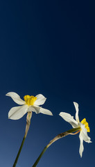 White daffodils bottom view. Blue bright sky. Vertical banner. Above is the copyspace. The concept of flowering, spring, summer. Minimalism.