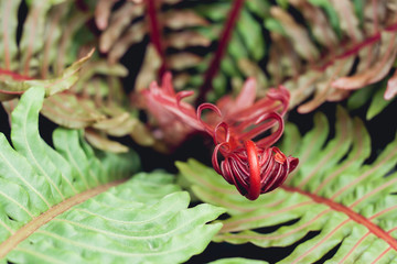 Brazilian dwarf tree fern red frond close up