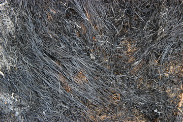 Fototapeta na wymiar Burnt plants and ground in a forest after a fire. Top view