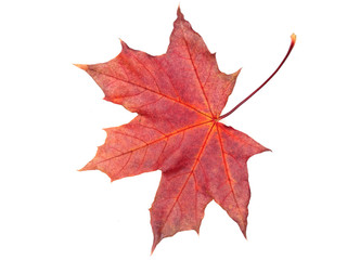 maple leave isolated on white background