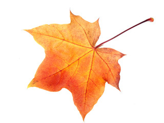 maple leave isolated on white background