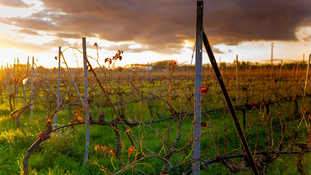 Vigna Bilder Durchsuchen 15,656 Archivfotos, und