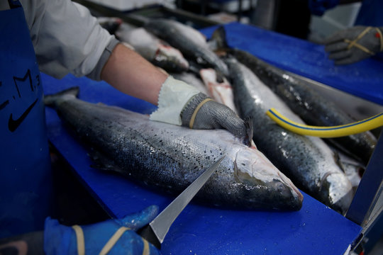 A French worker fillets salmon in a fish processing plant in the port of  Boulogne-sur-Mer