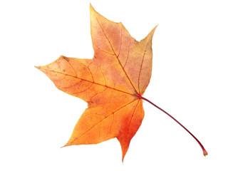 maple leave isolated on white background