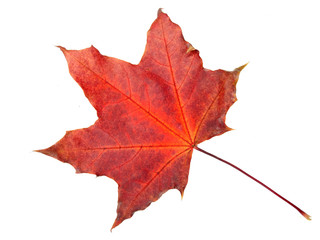 maple leave isolated on white background
