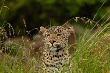 leopard in the tall grass of the Maasai Mara
