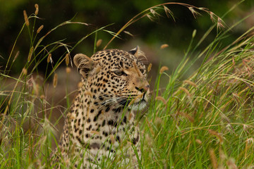 leopard in the tall grass of the Maasai Mara