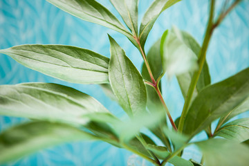 Beautiful nature background with green leaves, foliage on blue background