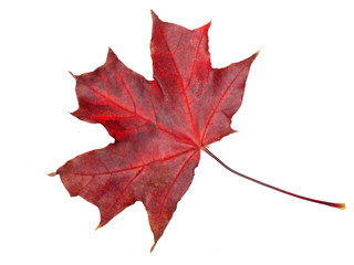 maple leave isolated on white background