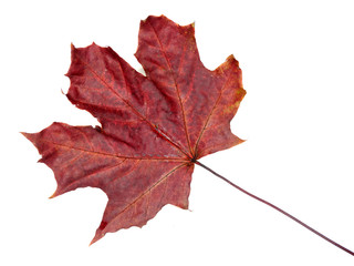 maple leave isolated on white background