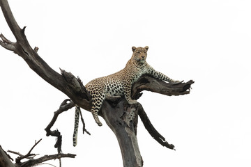 leopard lounging in a tree © lindacaldwell
