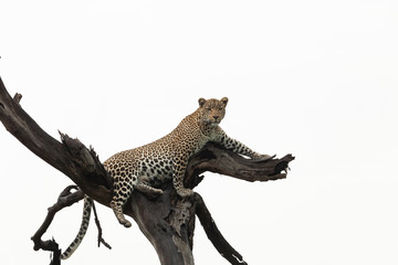 leopard lounging in a tree © lindacaldwell