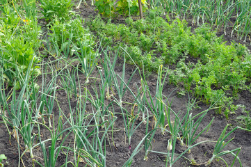 organically cultivated various vegetables in the vegetable garden