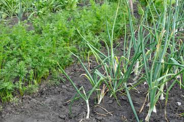 organically cultivated various vegetables in the vegetable garden