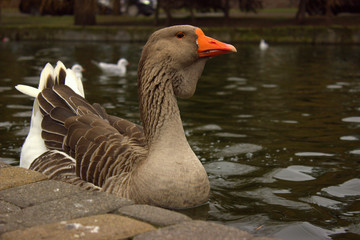  Gray bearded goose posing near the shore of a city pond