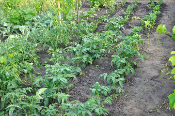Fototapeta na wymiar organically cultivated various vegetables in the vegetable garden