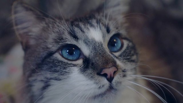 adult sad cat with blue eyes.Close-up