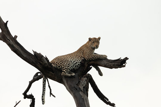 Leopard Lounging In A Tree