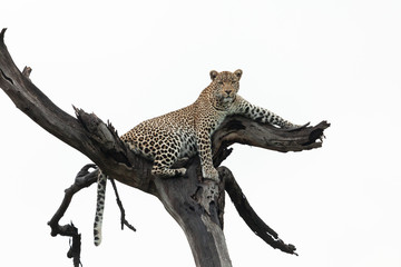 leopard lounging in a tree