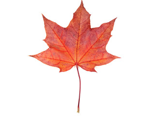 maple leave isolated on white background
