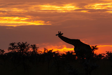Fototapeta premium giraffe silhouetted against a sunset sky
