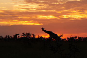 giraffe silhouetted against a sunset sky