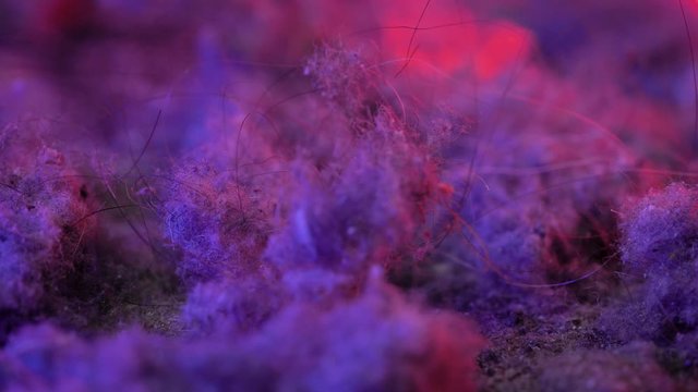 Macro dust shots with hair. The pollution that the vacuum cleaner collects when cleaning an apartment or house.