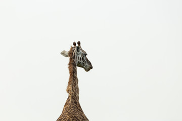 head and neck of a giraffe against the sky