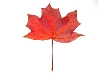 Obraz premium maple leave isolated on white background