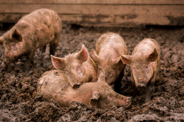 African swine fever virus, ASFV. Four pigs in the mud next to a sick pig
