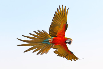 Beautiful macaw parrot flying in the sky, Freedom concept © Passakorn