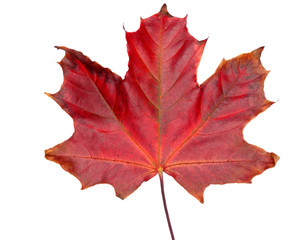 maple leave isolated on white background