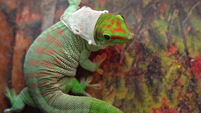 Giant Day gecko starting to shed as it looks around and light turns off in enclosure for night and privacy.