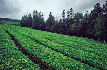 Obraz premium Agricultural landscape. Tea plantations. Azores, Portugal.