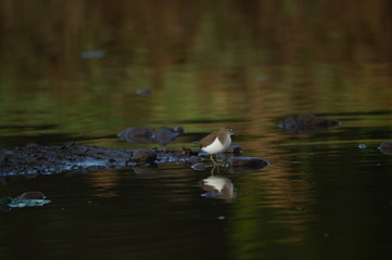 Common Sandpiper is Water bird