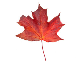 maple leave isolated on white background