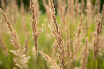 reeds of grass in field summer background