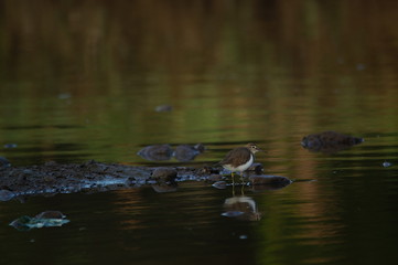 Common Sandpiper is Water bird