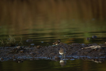Common Sandpiper is Water bird