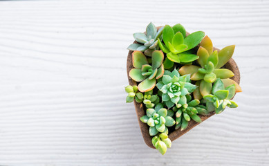 Top view of mix sucuclent plant arrangement in heart shape plant pot ,white wood table top...