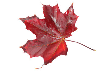 maple leave isolated on white background